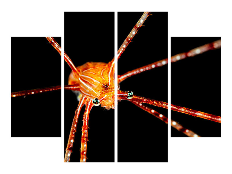 4-piece-canvas-print-spider-squat-lobster