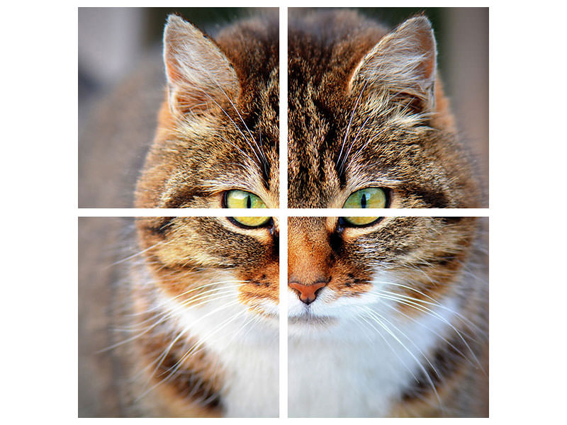 4-piece-canvas-print-tiger-cat