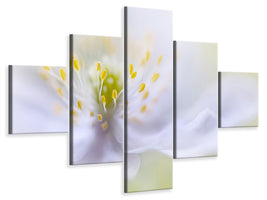 5-piece-canvas-print-anemone-beauty