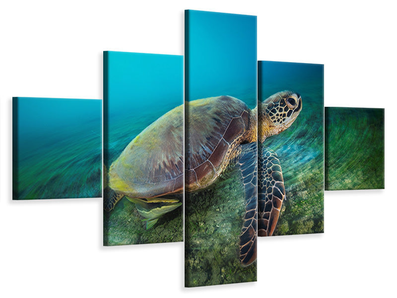 5-piece-canvas-print-green-turtle