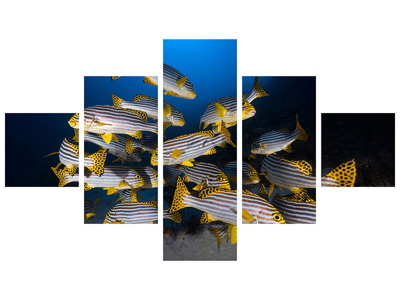 5-piece-canvas-print-underwater-photography-indian-ocean-sweetlips