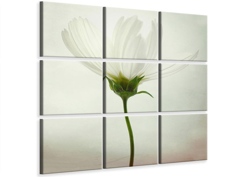 9-piece-canvas-print-white-cosmos