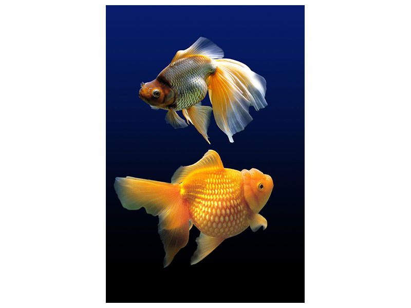 canvas-print-2-funny-fish