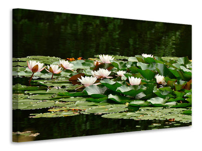 canvas-print-a-field-full-of-water-lilies