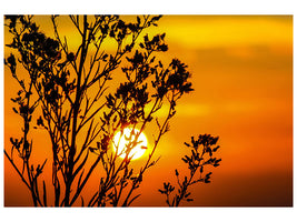 canvas-print-a-shrub-in-the-sunset