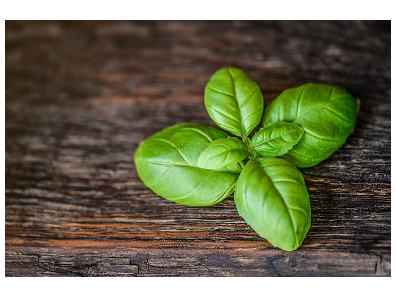 canvas-print-basil-leaf-in-xxl