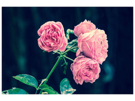 canvas-print-beautiful-pink-roses