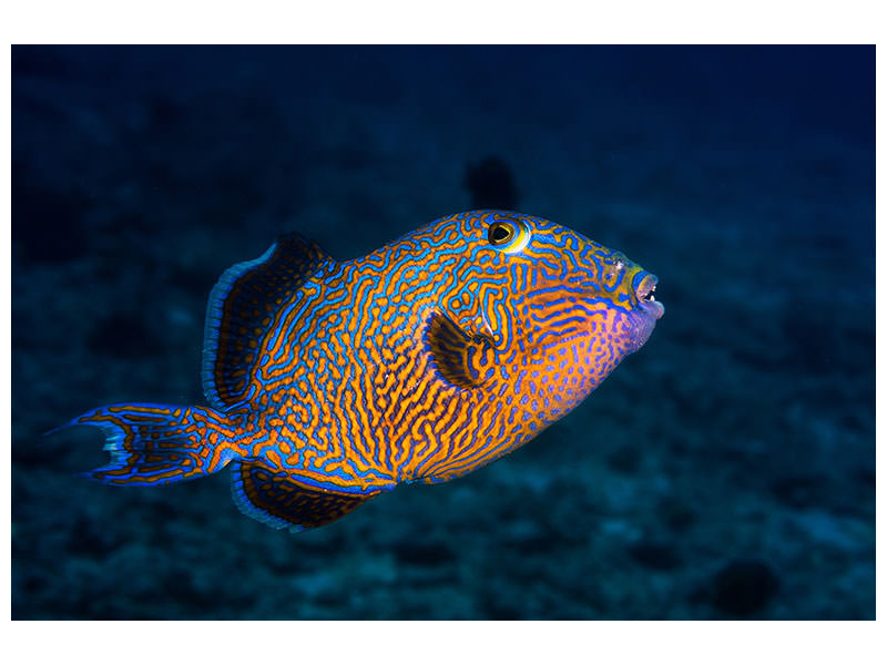 canvas-print-blue-triggerfish