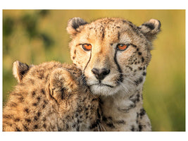 canvas-print-cheetah-eyes