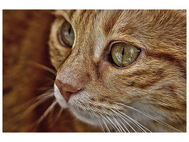 canvas-print-close-up-cat39s-head