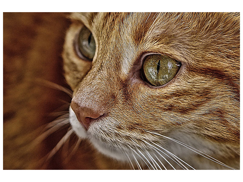 canvas-print-close-up-cat39s-head