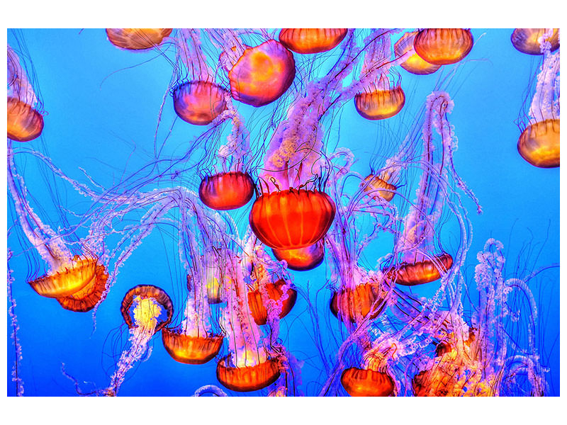 canvas-print-colorful-jellyfish