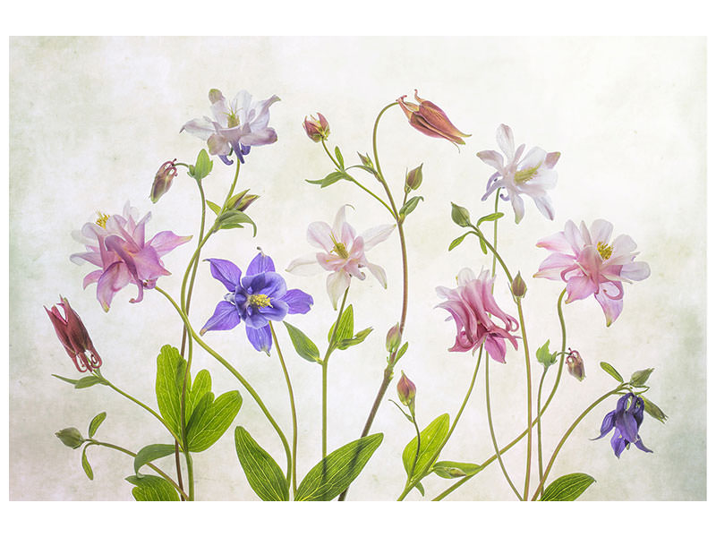 canvas-print-columbine