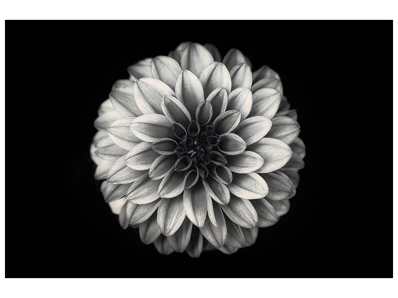 canvas-print-dahlia-xwe