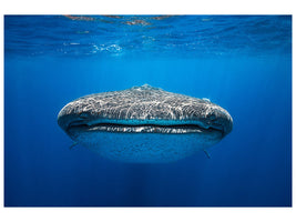 canvas-print-face-to-face-with-a-whale-shark