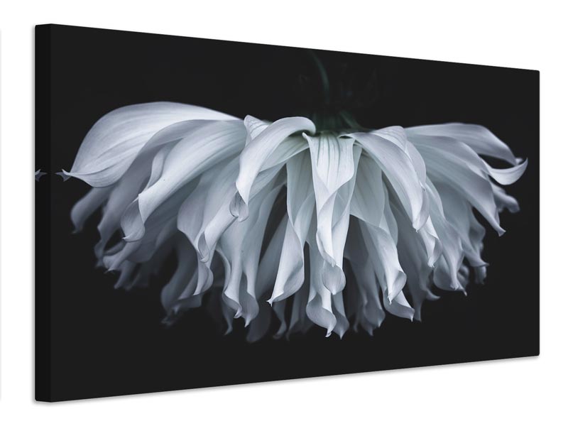 canvas-print-flare-flower-x