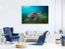 canvas-print-green-turtle