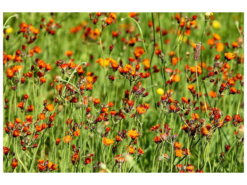 canvas-print-hawkweeds