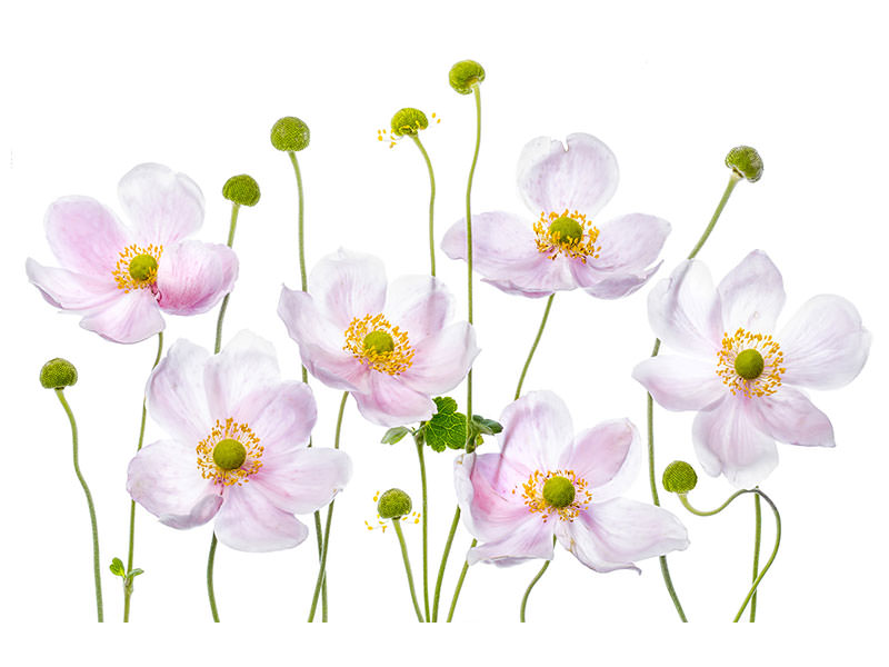 canvas-print-japanese-anemones