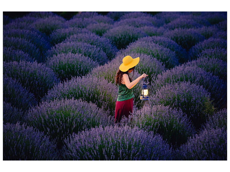 canvas-print-lavender