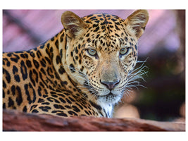 canvas-print-leopard