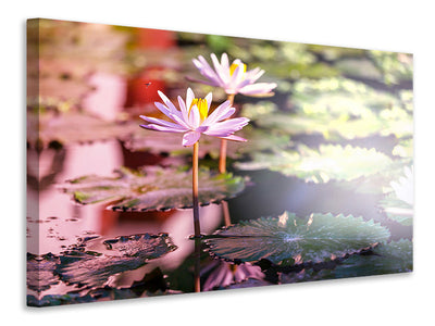 canvas-print-lilies-in-pond