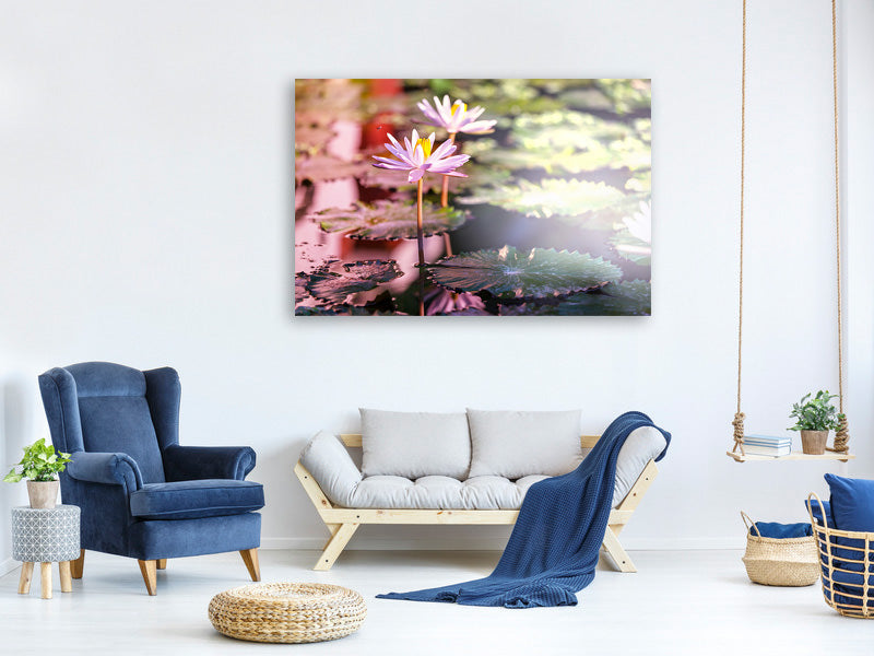 canvas-print-lilies-in-pond