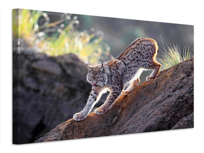 canvas-print-lynx-at-sunset-x