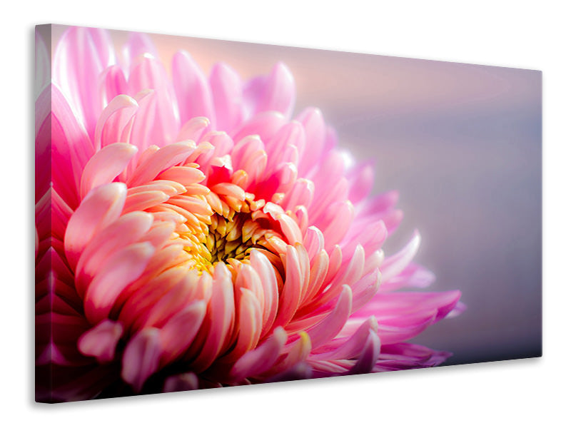 canvas-print-macro-chrysanthemum