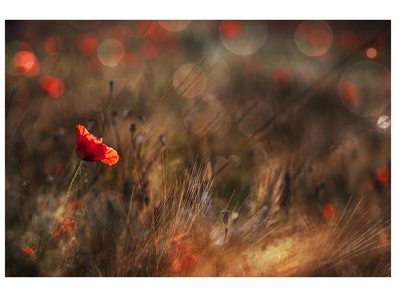 canvas-print-poppy-x