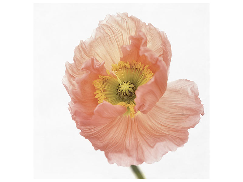 canvas-print-poppy