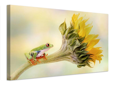 canvas-print-red-eyed-tree-frog-on-a-sunflower-x