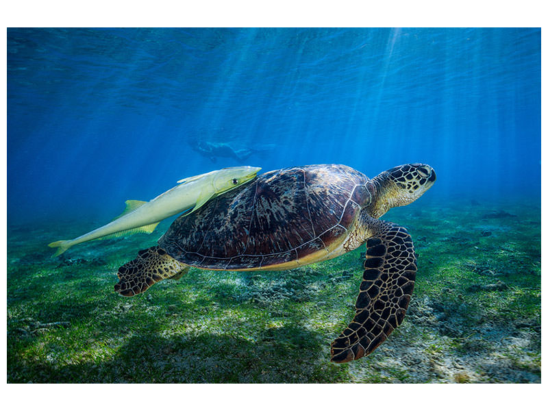 canvas-print-sea-turtle