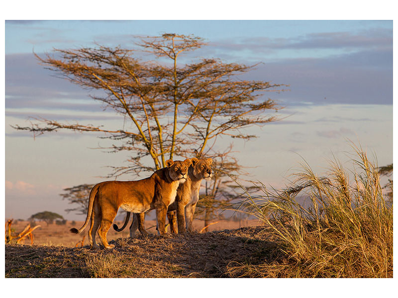 canvas-print-sisters