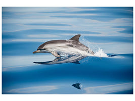 canvas-print-striped-dolphin-x