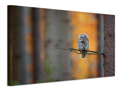 canvas-print-tawny-owl-x
