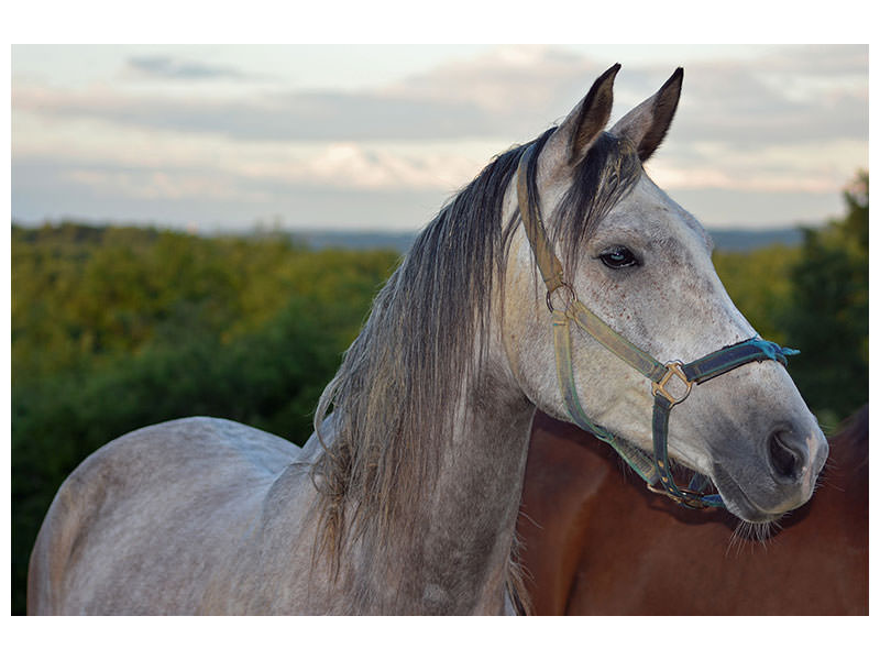 canvas-print-the-arabian-thoroughbred