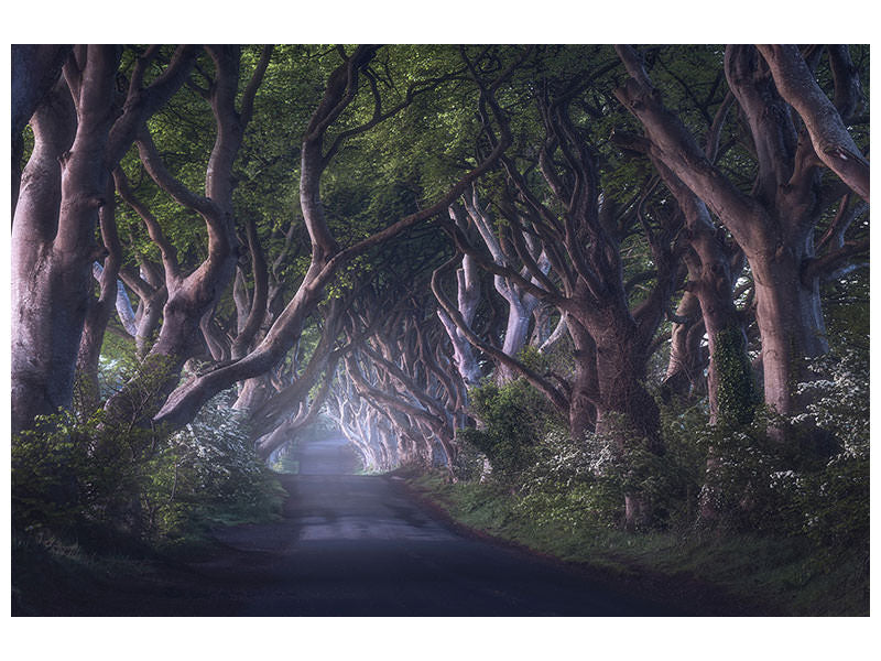 canvas-print-the-dark-hedges