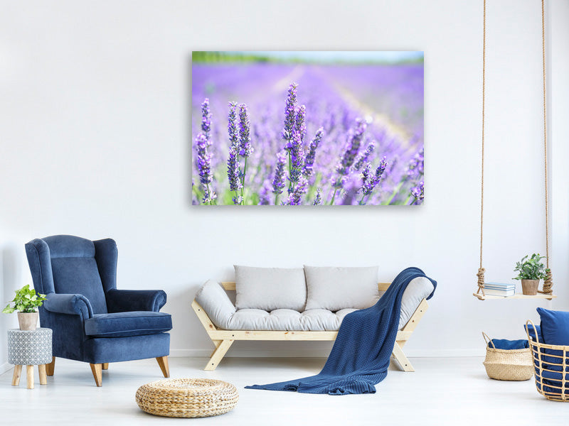 canvas-print-the-lavender-blossom