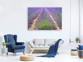 canvas-print-the-lavender-field