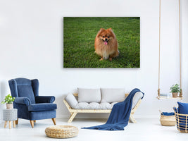 canvas-print-the-little-spitz