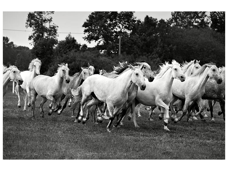 canvas-print-the-mustang-herd