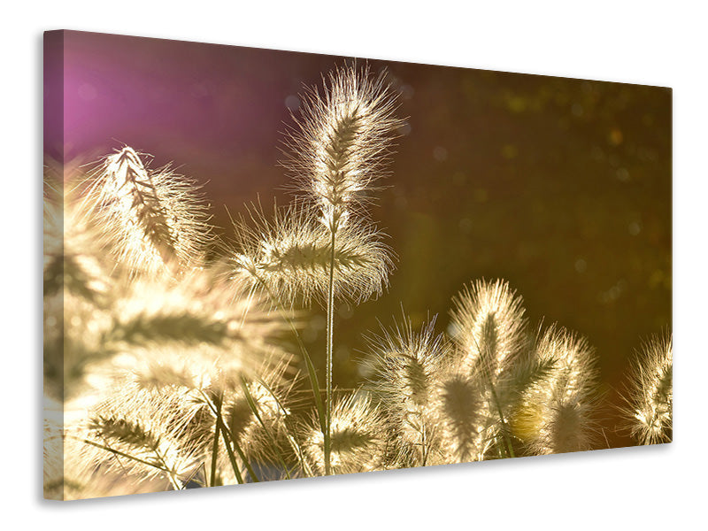 canvas-print-the-ornamental-grass