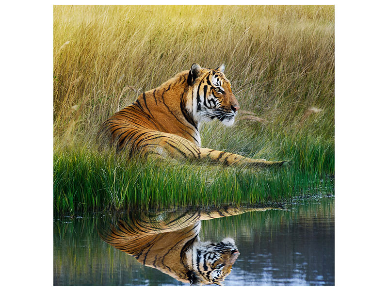 canvas-print-the-tiger
