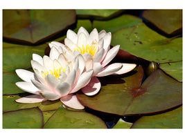 canvas-print-water-lily-duo-in-white