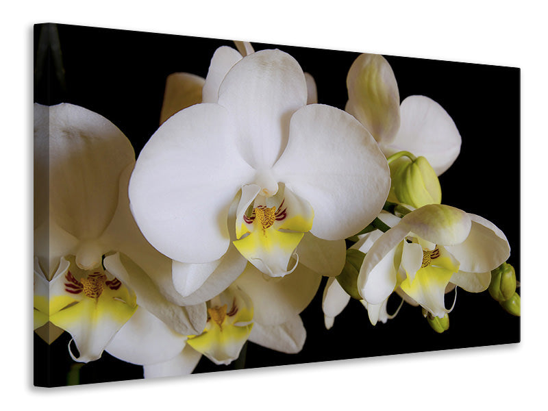 canvas-print-white-orchids-in-bloom