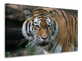 canvas-print-xl-tiger