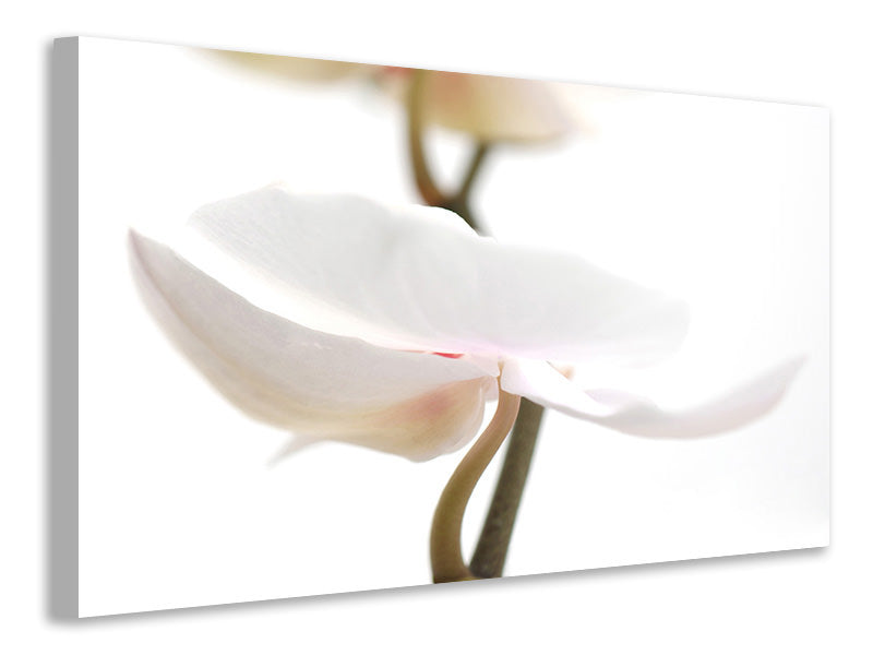 canvas-print-xxl-orchid-flower