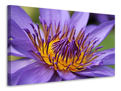 canvas-print-xxl-water-lily-in-purple