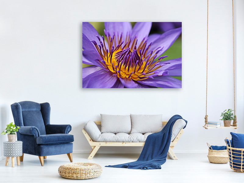 canvas-print-xxl-water-lily-in-purple